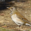 Pale Thrush in Wadabori Park シロハラ<br />Canon EOS 7D MK2 + EF400 F5.6 Pale Thrush in Wadabori Park シロハラ<br />Canon EOS 7D MK2 + EF400 F5.6